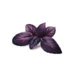 Purple Basil