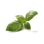 Italian Leaf