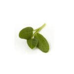 Fenugreek