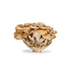 Maitake